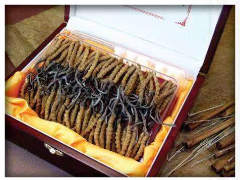 延寿冬虫夏草回收